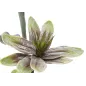 MAGNOLIA X2 Zielony 25X98 cm min 12
